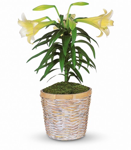 Easter Lily Plant